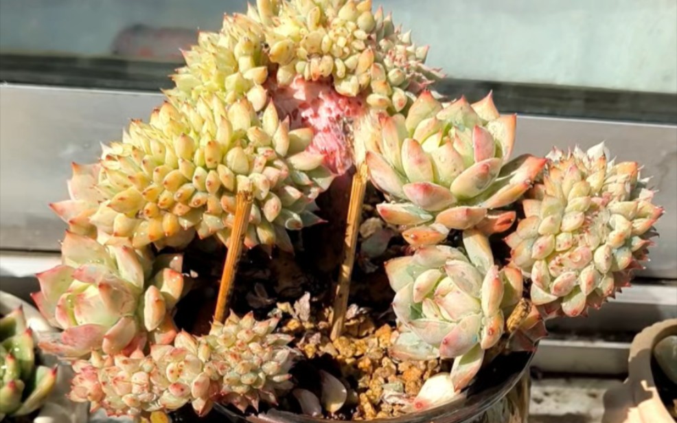 勇敢缀化小树多肉