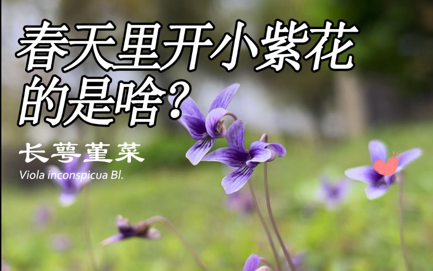 春天里开小紫花的植物是什么?你认识吗?哔哩哔哩bilibili