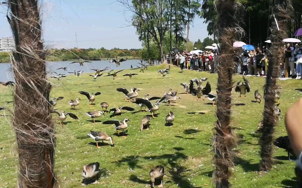 武漢野生動物王國—飛鳥秀