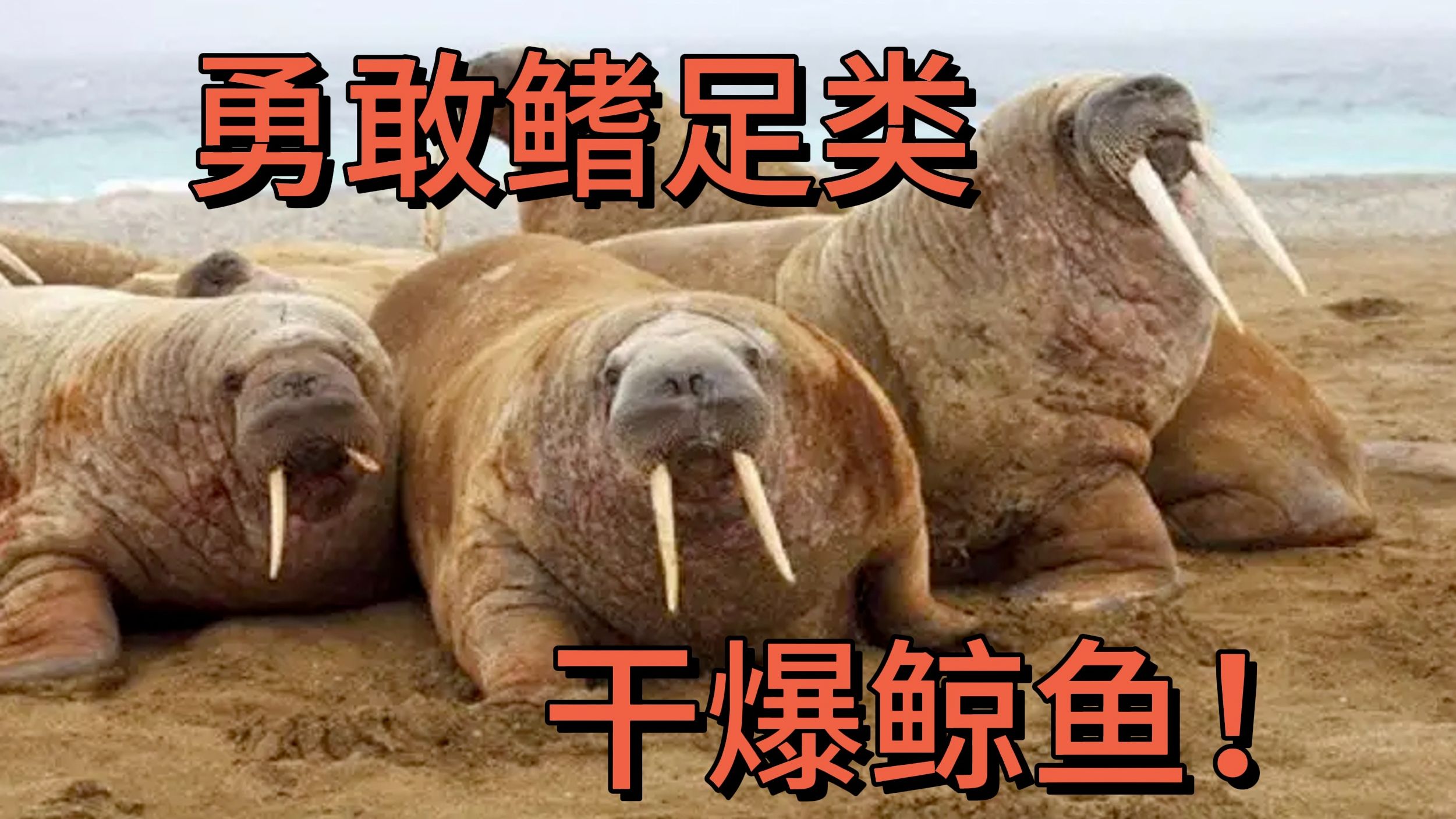 鳍足类-鲸鱼头上的幽灵-(28)