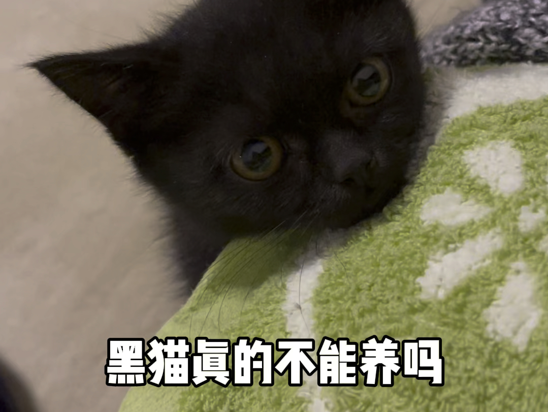 黑猫真的不能养吗?希望大家能认真看完这个视频哔哩哔哩bilibili