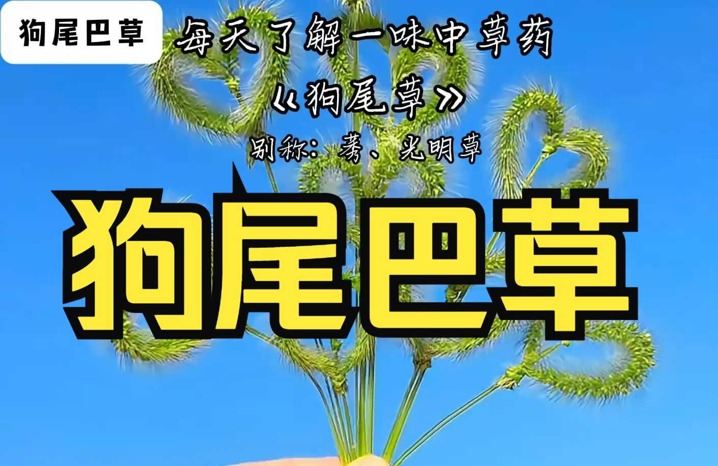 狗尾草,良莠不齐中的莠