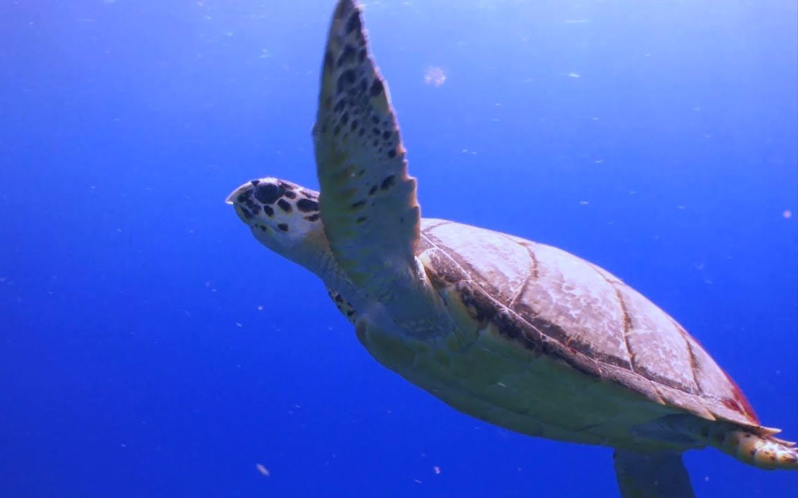 [图]【字幕队长】栖息地之海洋 Habitats - Oceans (BBC Discovery) 1080P