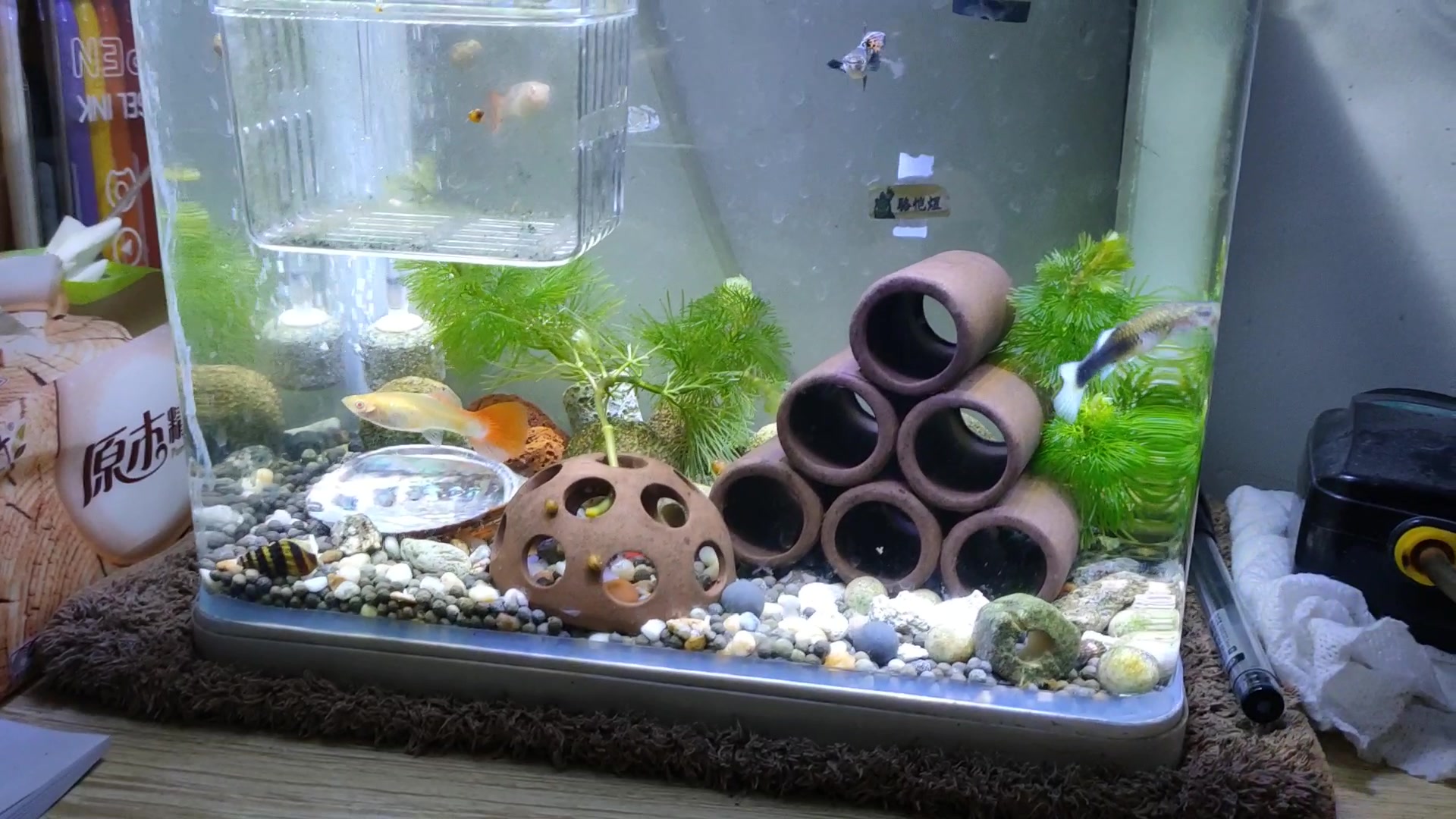 活动  孔雀鱼开箱