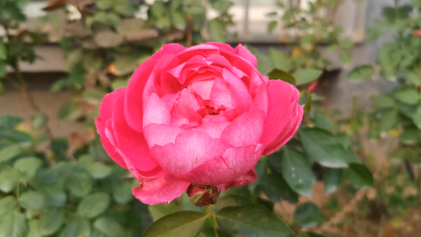 伊芙胭脂香水月季