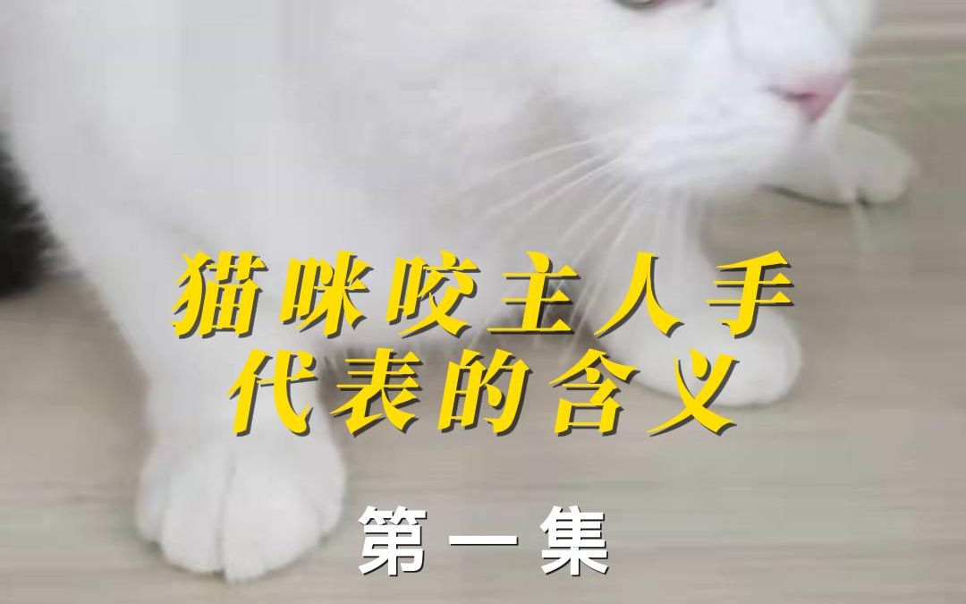 猫咪咬主人手想要表达的含义哔哩哔哩bilibili