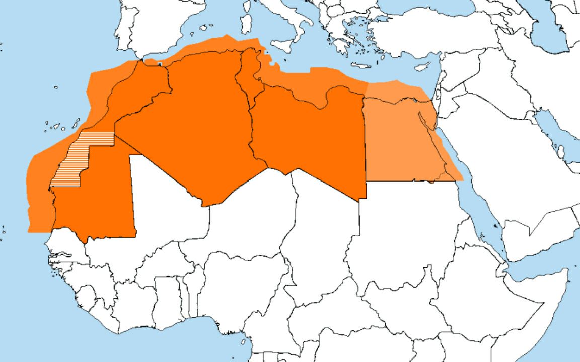 【历史地图】阿拉伯马格里布联盟_哔哩哔哩_bilibili