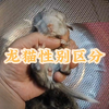 龙猫性别怎么区分,公母有何区别?