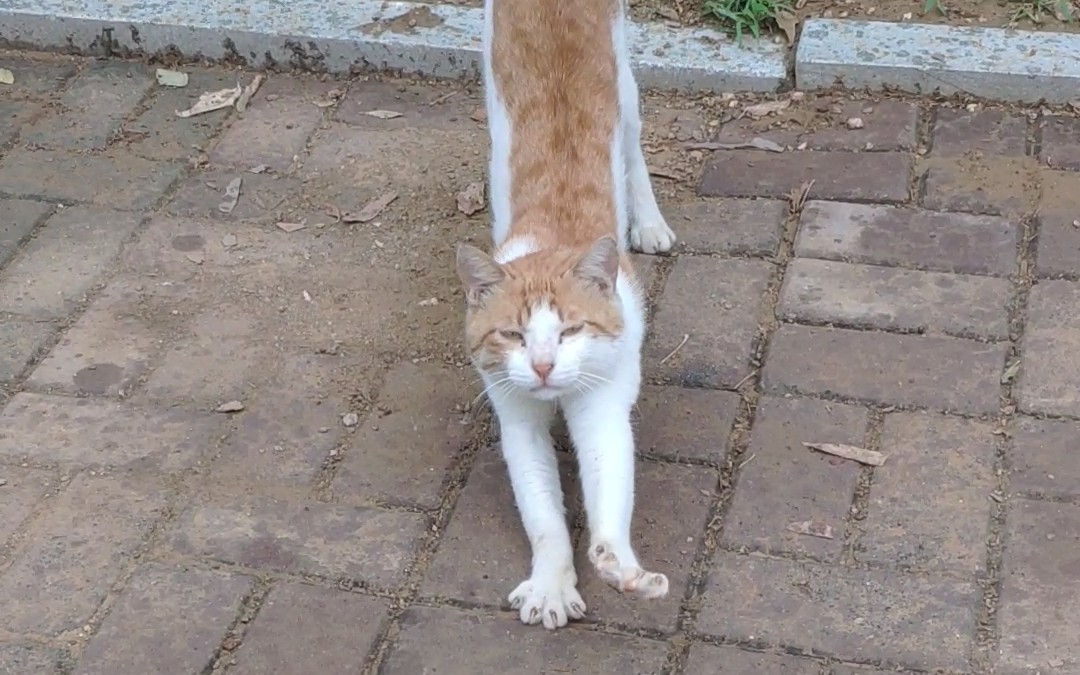 论一只东北喵的自我修养