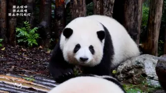 7.28有人等烟雨，我在六号别墅等着你们，终于看到了久违的前台大正脸，两姐妹就像雨中小精灵，听着谭爷爷的呼唤，都出来跟大家见面了～