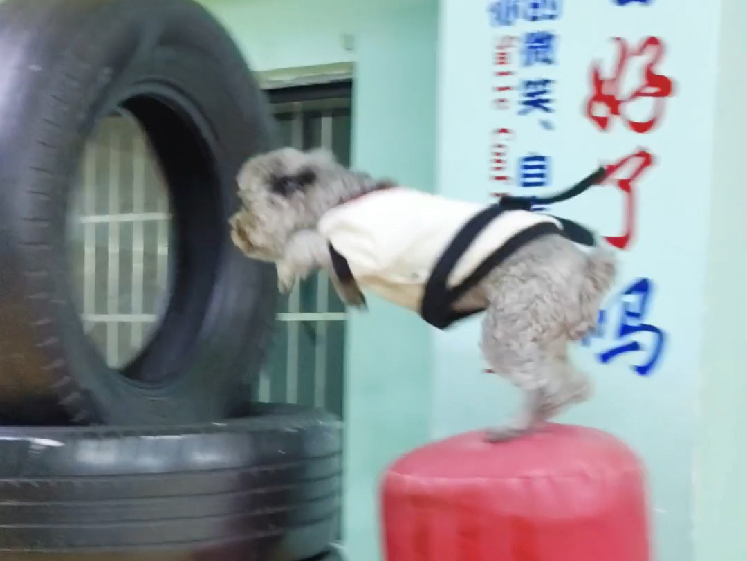 飞天小狗悟空来啦