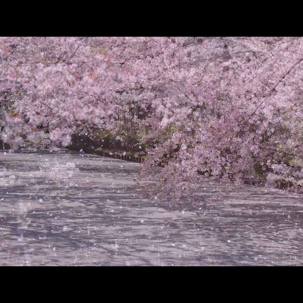 4k]_桜吹雪_-_