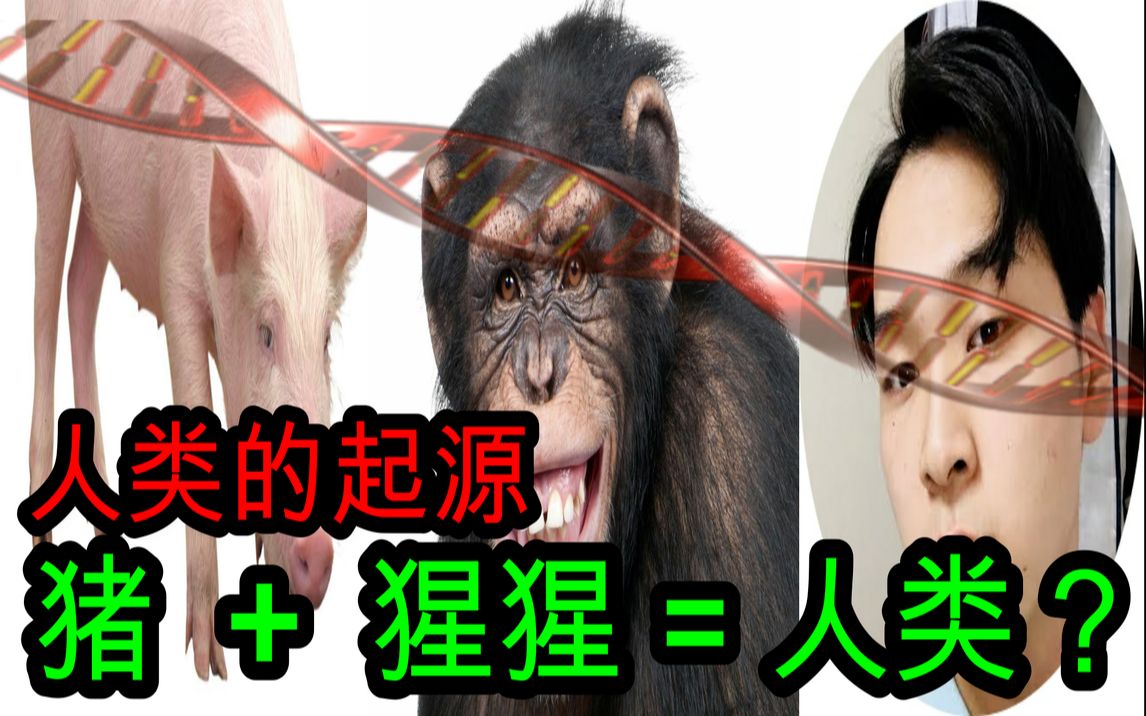 【都市传说】人类的起源-猪与黑猩猩杂交进化成人类?
