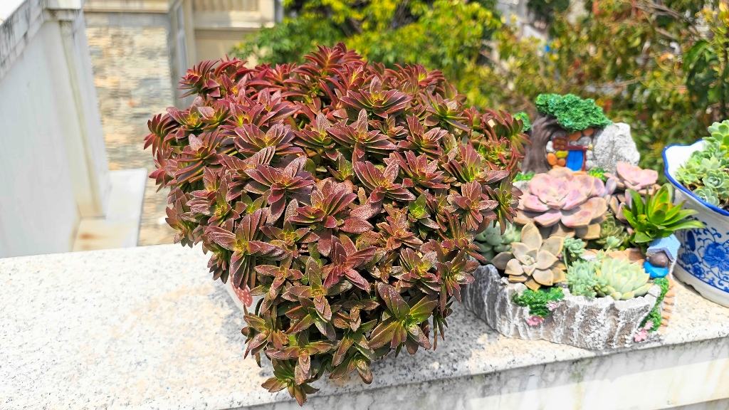 红叶祭就是比火祭容易红…不过雨淋多了,今年估计看不到全红了