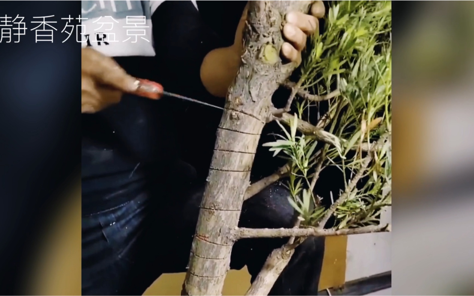 "锯枝"拿弯技术演示讲解,罗汉松10几公分粗的树干变弯超简单!