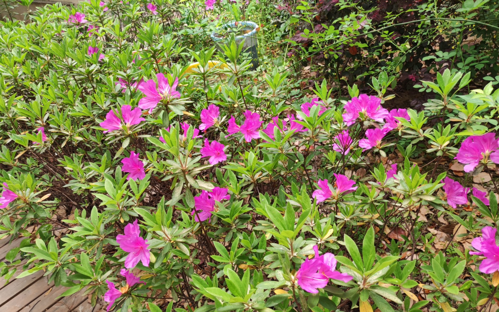 几天不见锦绣杜鹃开花啦