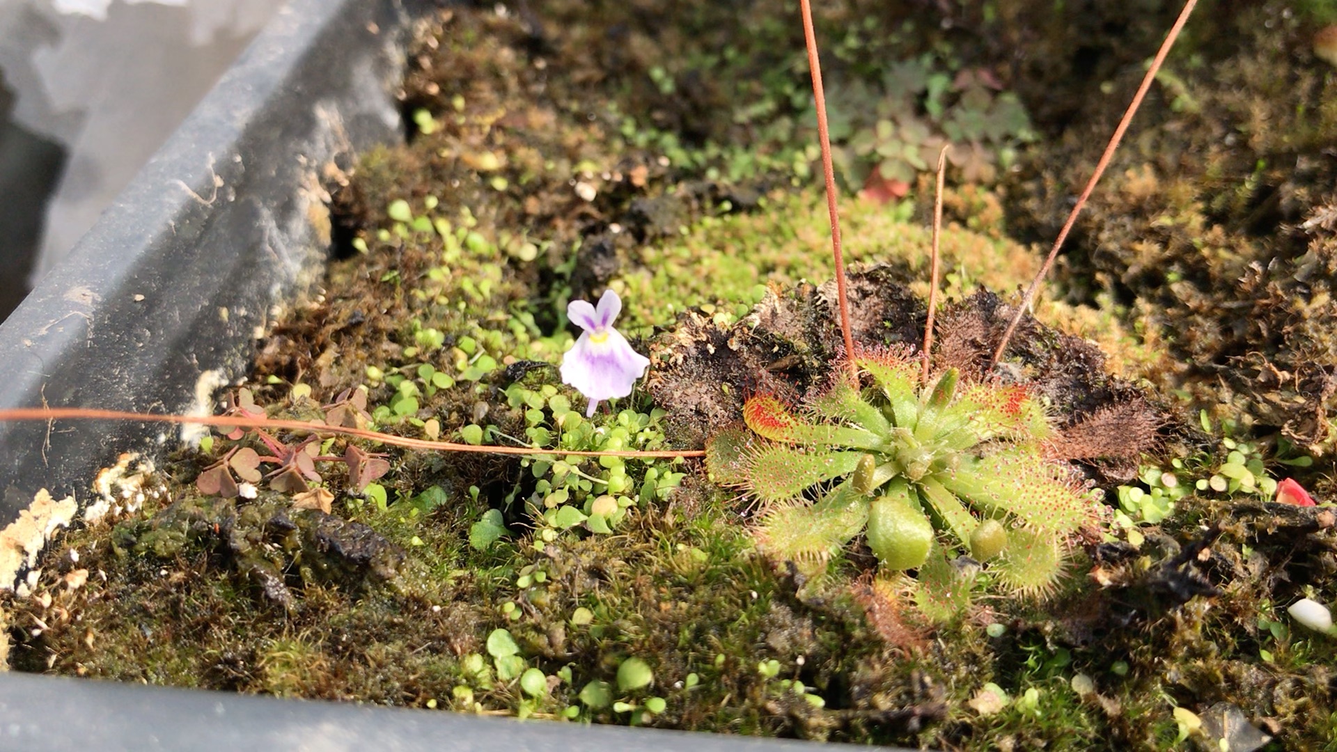 观花的食肉植物小蓝兔狸藻花型酷似兔子办公桌摆放一盆萌萌哒