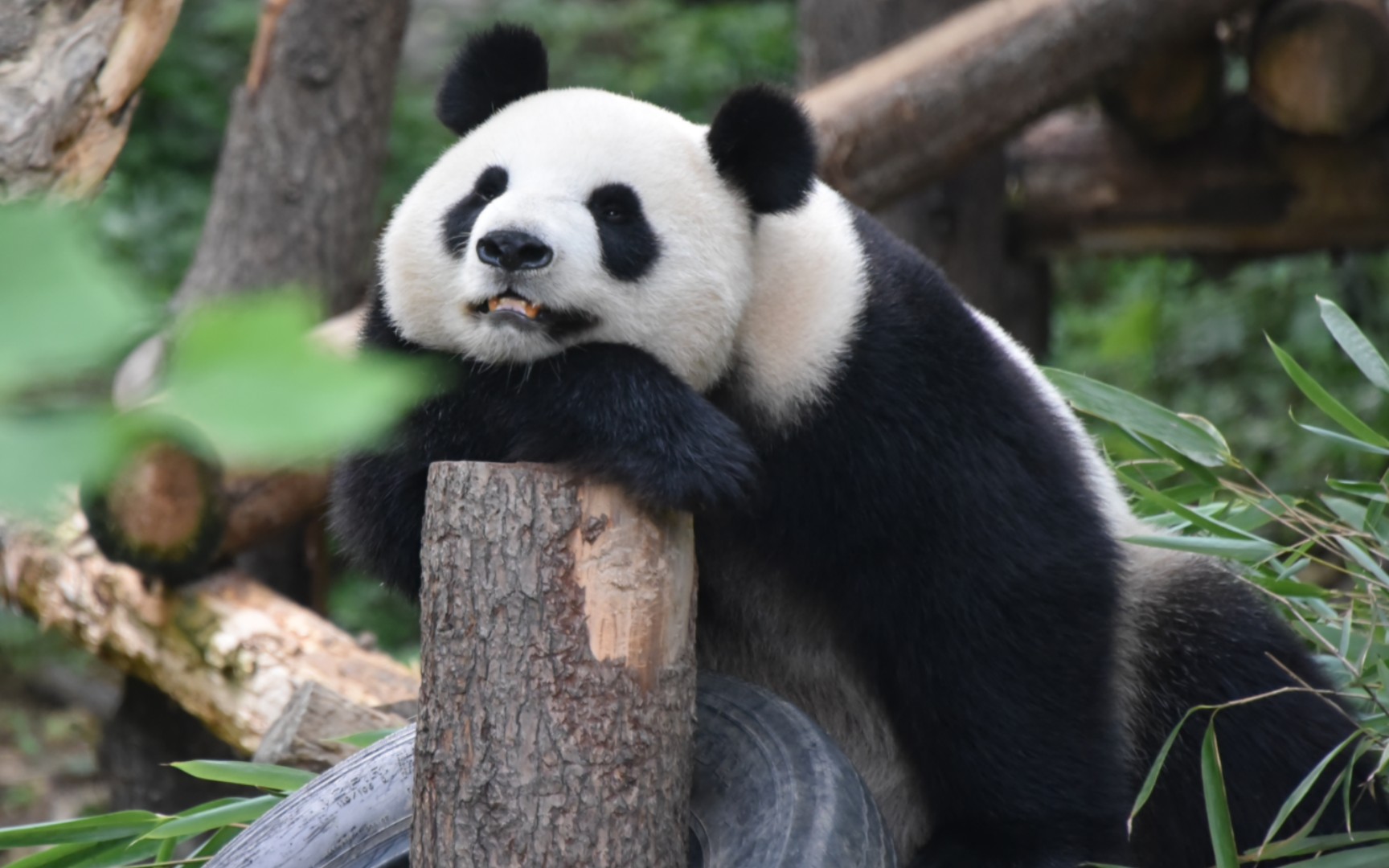 活动  【大熊猫九九】这么漂亮的小姑娘,舔屏