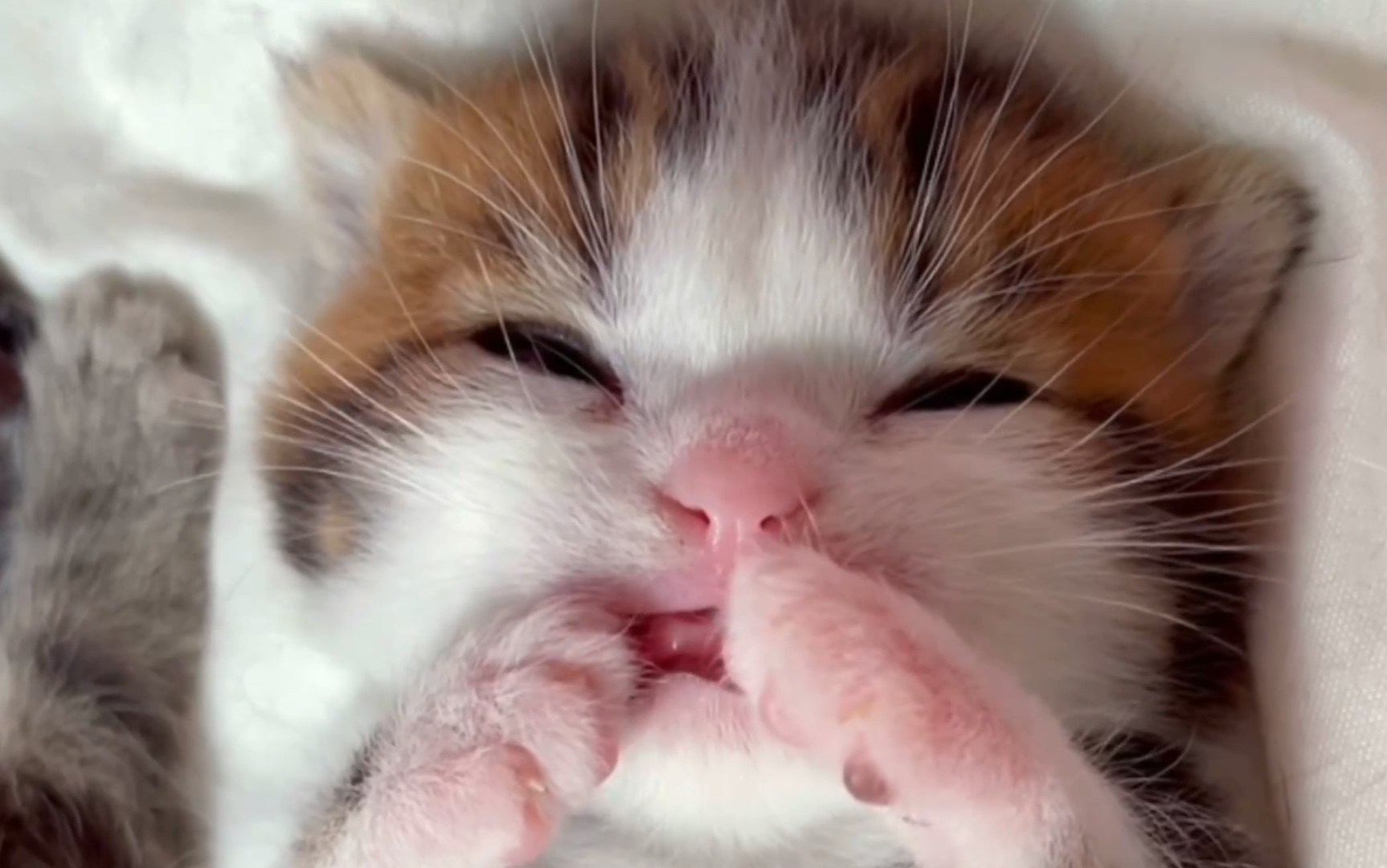 活动作品让我来告诉你吃手手睡觉的小猫咪有多可爱