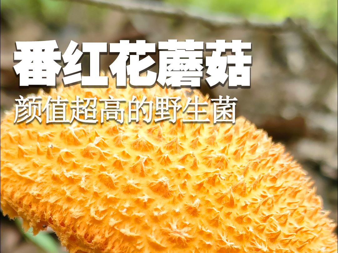 颜值超高的野生菌:番红花蘑菇