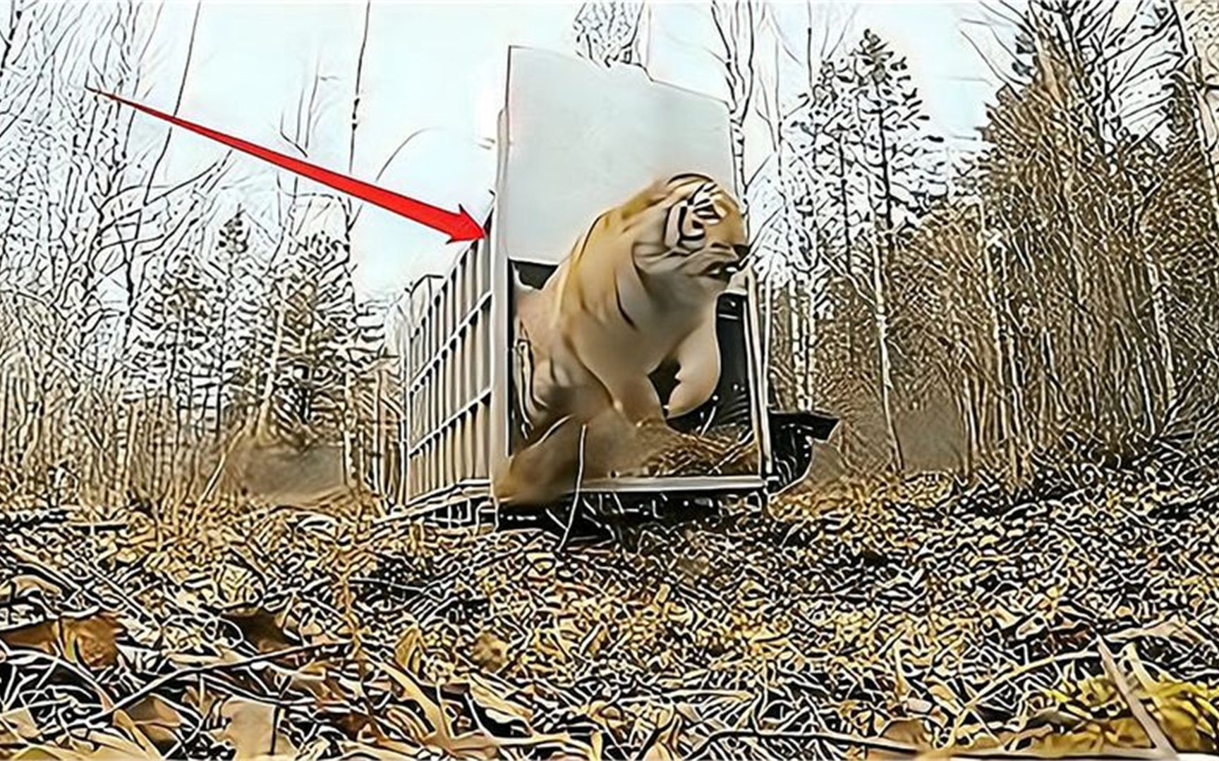 三只东北虎被放归森林,打开笼子后,镜头拍下意外状况