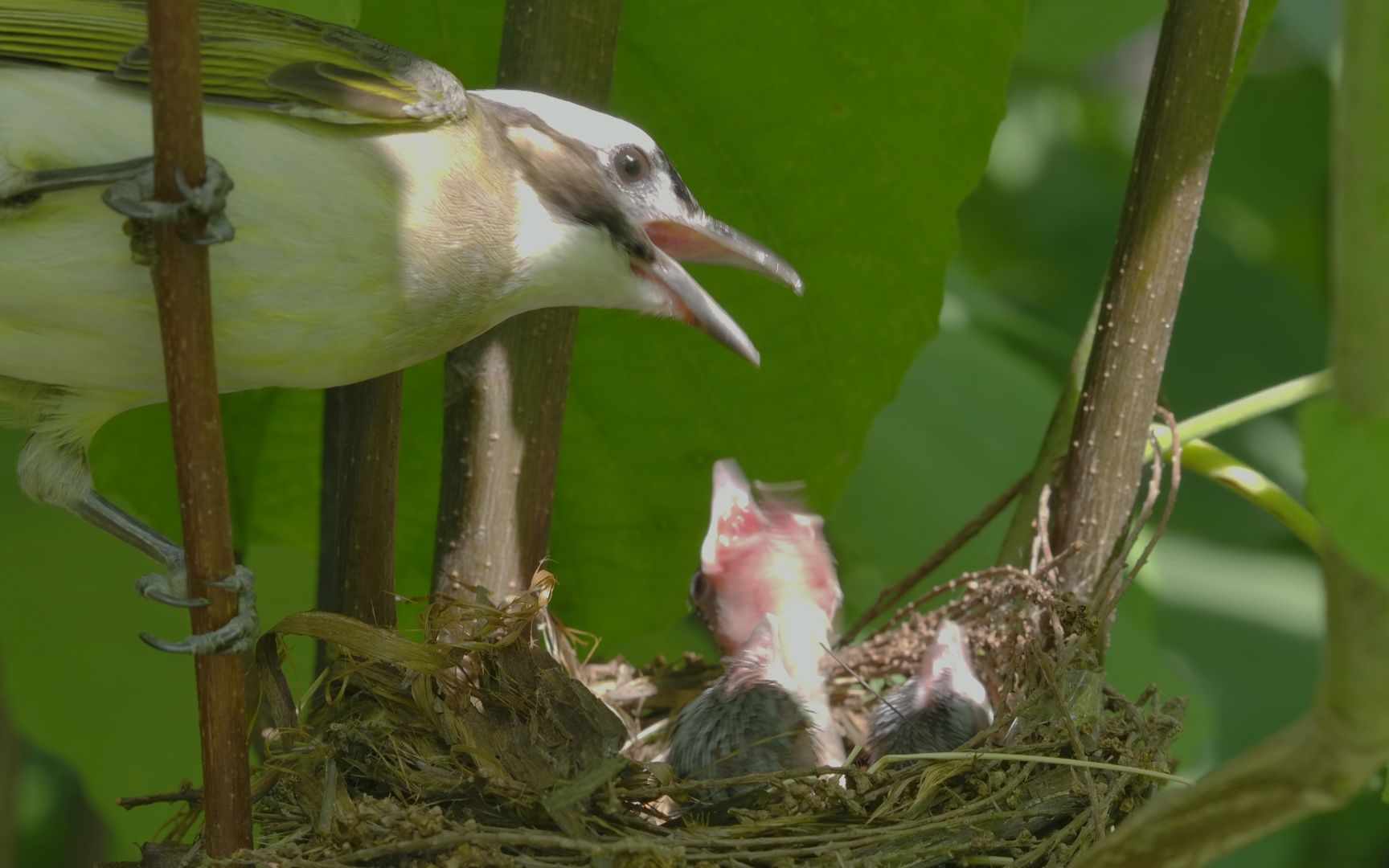 小朋友拍摄的白头鹎育雏画面