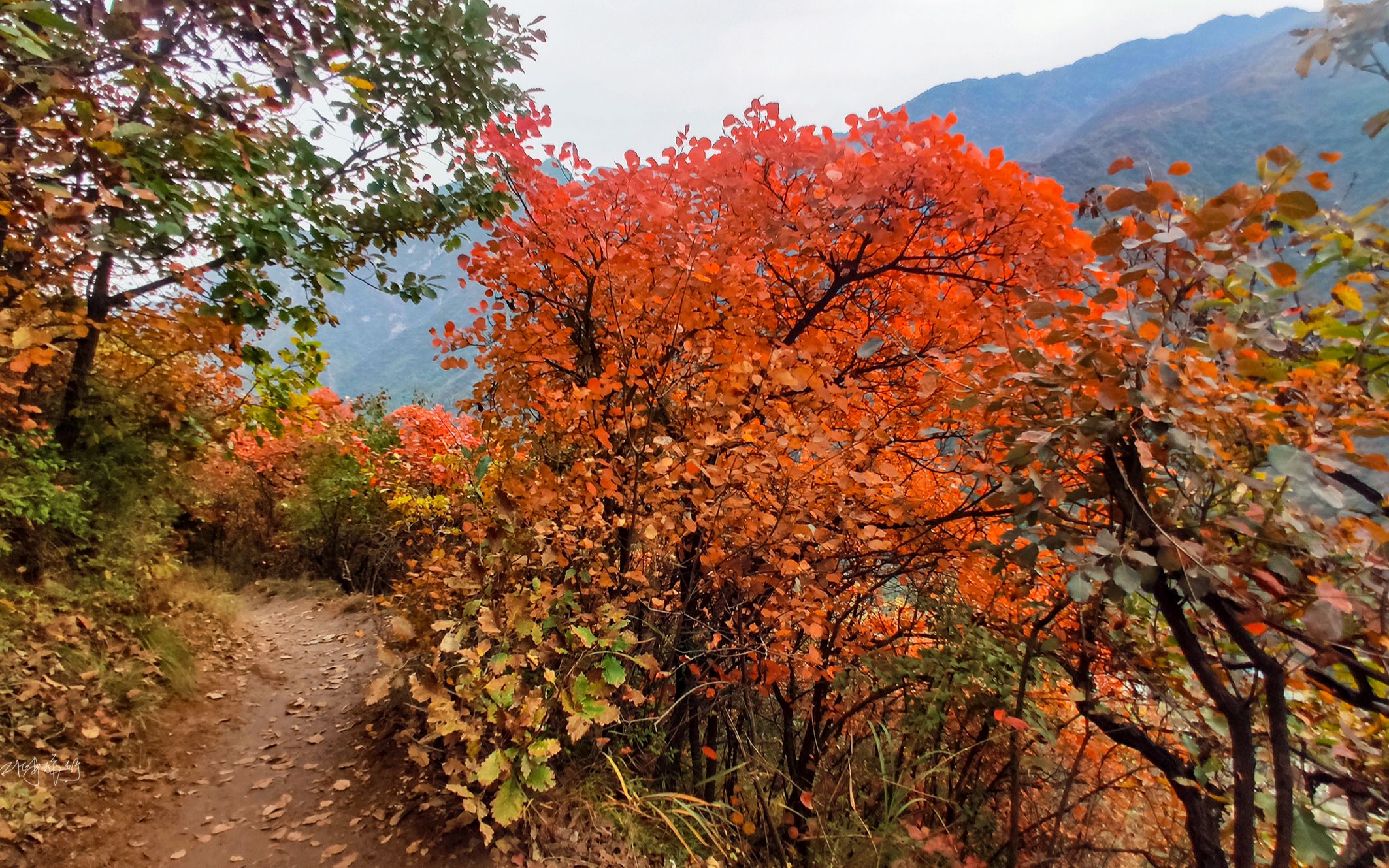 西安哪里赏红叶?推荐秦岭环山路西线三条线路,登高望远赏红叶哔哩哔哩bilibili