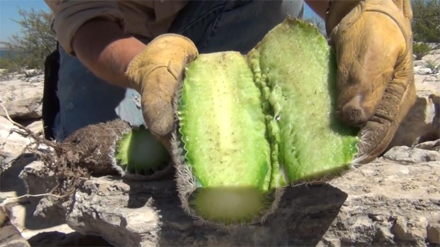 仙人掌内部到底有多少水分?切开后亲自尝一口,难怪骆驼喜欢吃呢
