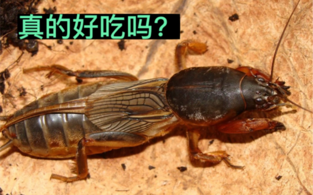 蝼蛄美食 你们吃过吗?