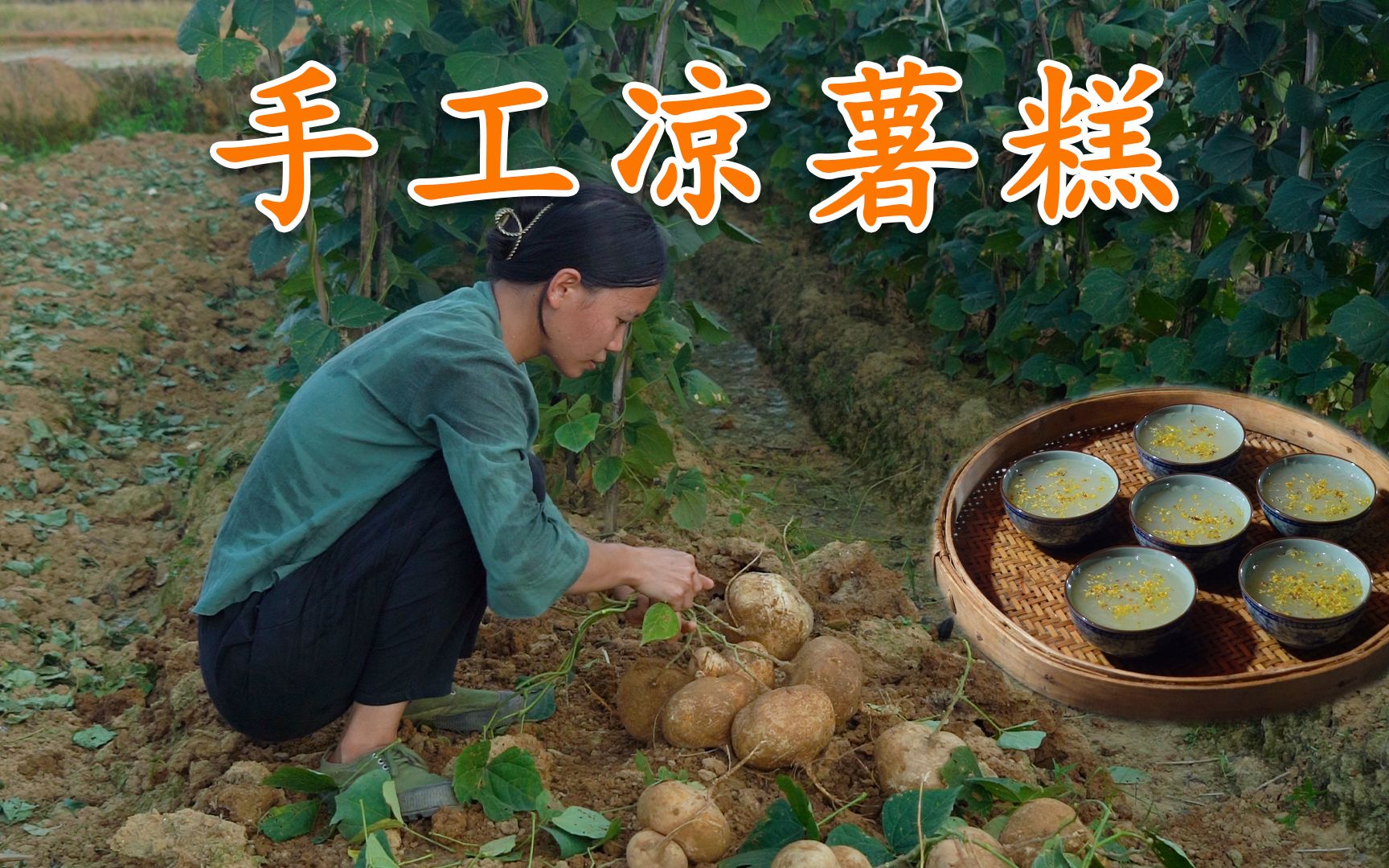 挖了几十斤凉薯,用传统方法手工磨成粉,做出的凉薯糕比凉粉好吃