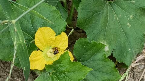 冬瓜花里有个小蜜蜂 哔哩哔哩