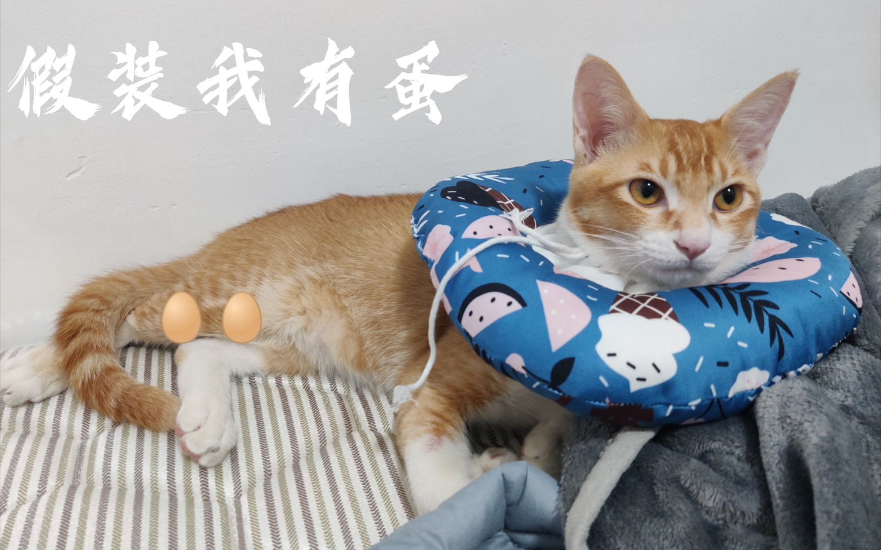 世界上又多了一只没有蛋蛋的猫猫