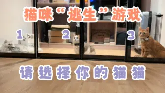 【KB呆又呆】猫猫开门！猜猜谁是最聪明的小猫咪
