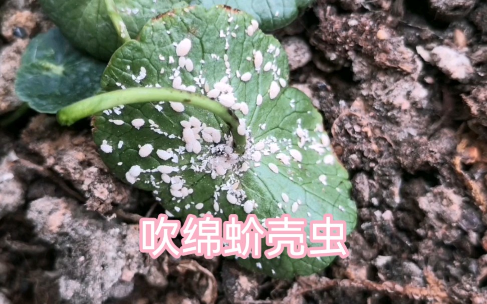 第九期:吹绵蚧壳虫哔哩哔哩bilibili