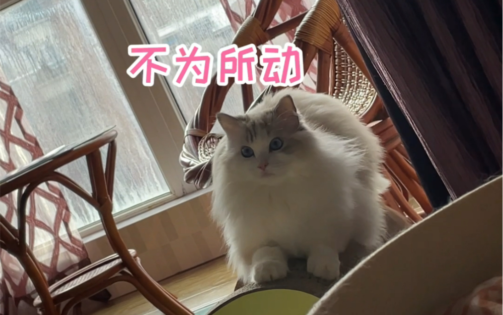 建议不要把猫抓板放卧室哔哩哔哩bilibili