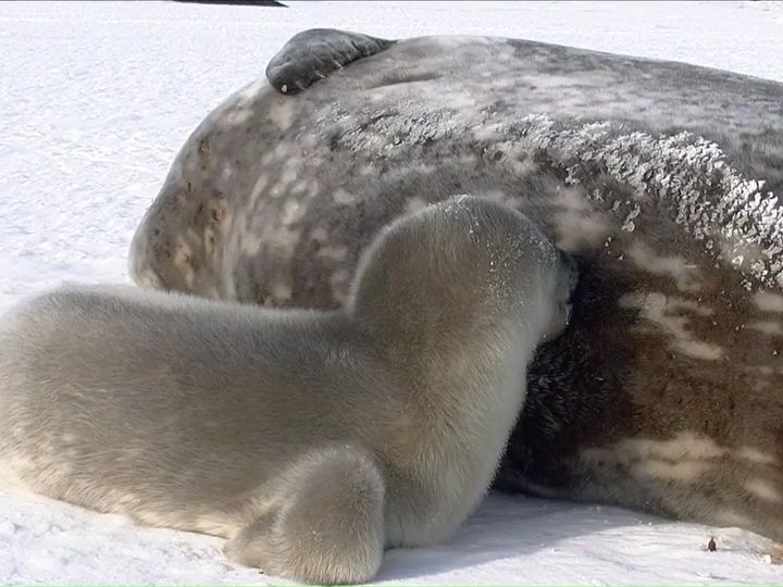 小海豹吃奶