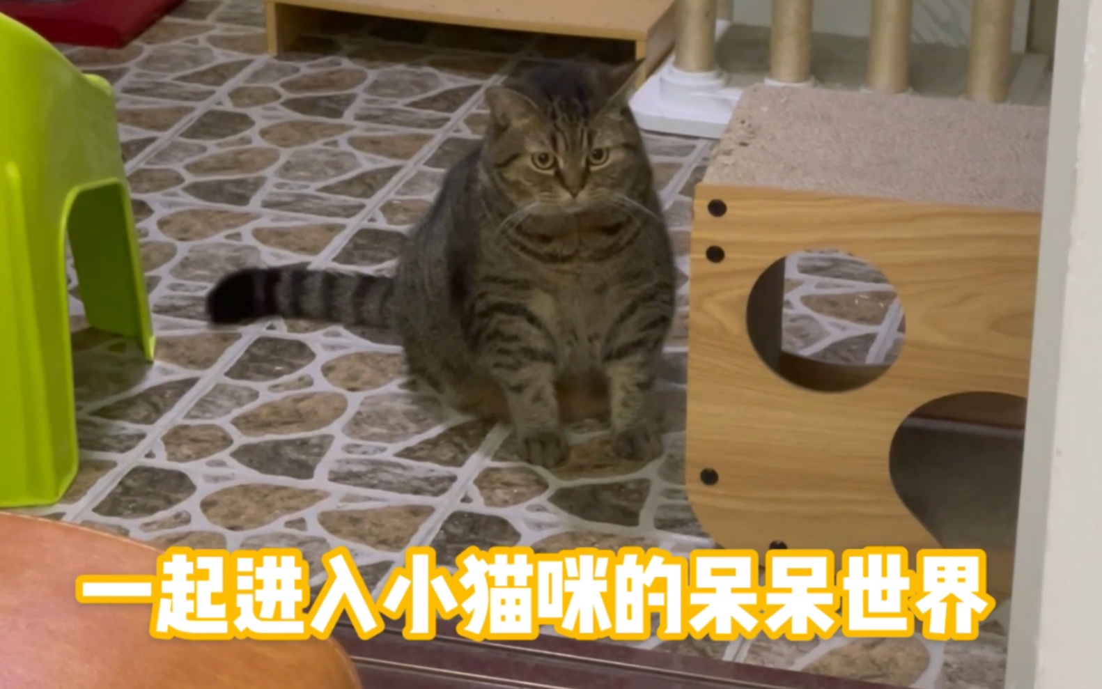 【肥弟】家里有猫,住的小城有海~哔哩哔哩bilibili