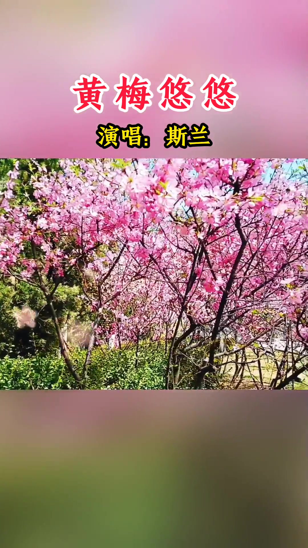 音乐黄梅悠悠对花春风里观灯黄昏后经典老歌抖音热歌