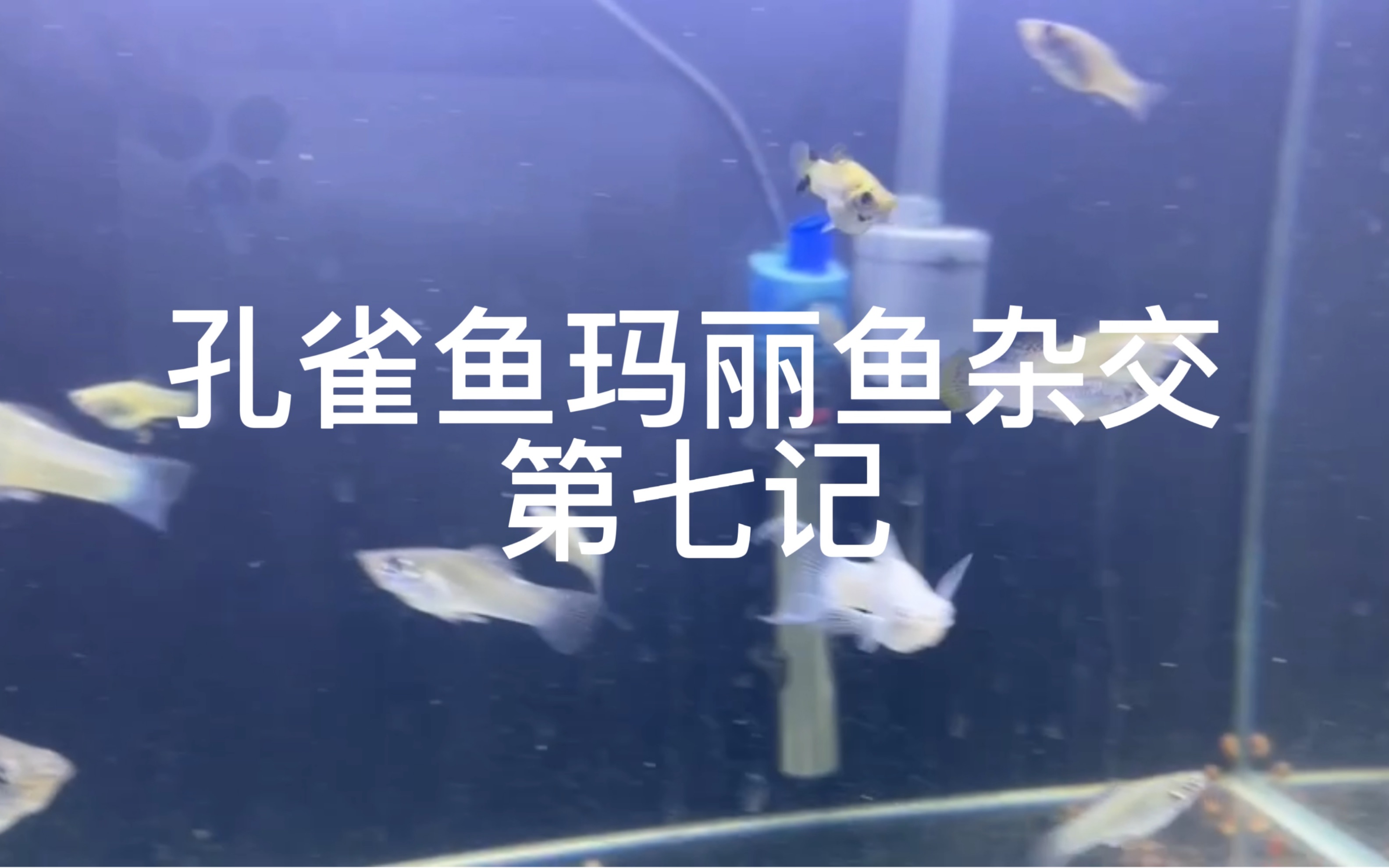 孔雀鱼玛丽鱼杂交第七记六六子哔哩哔哩bilibili