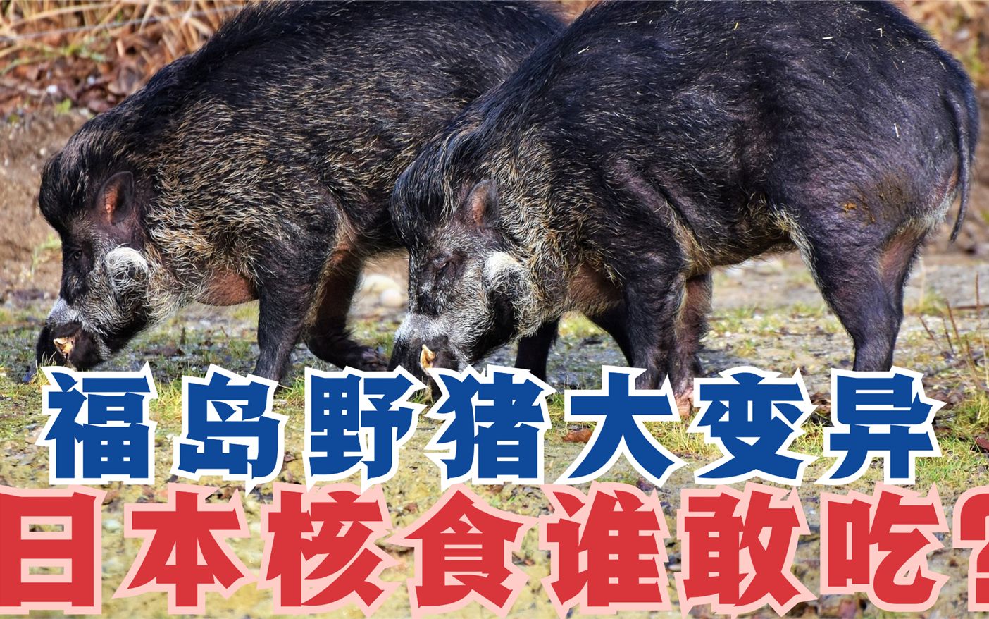 日本福岛野猪图片