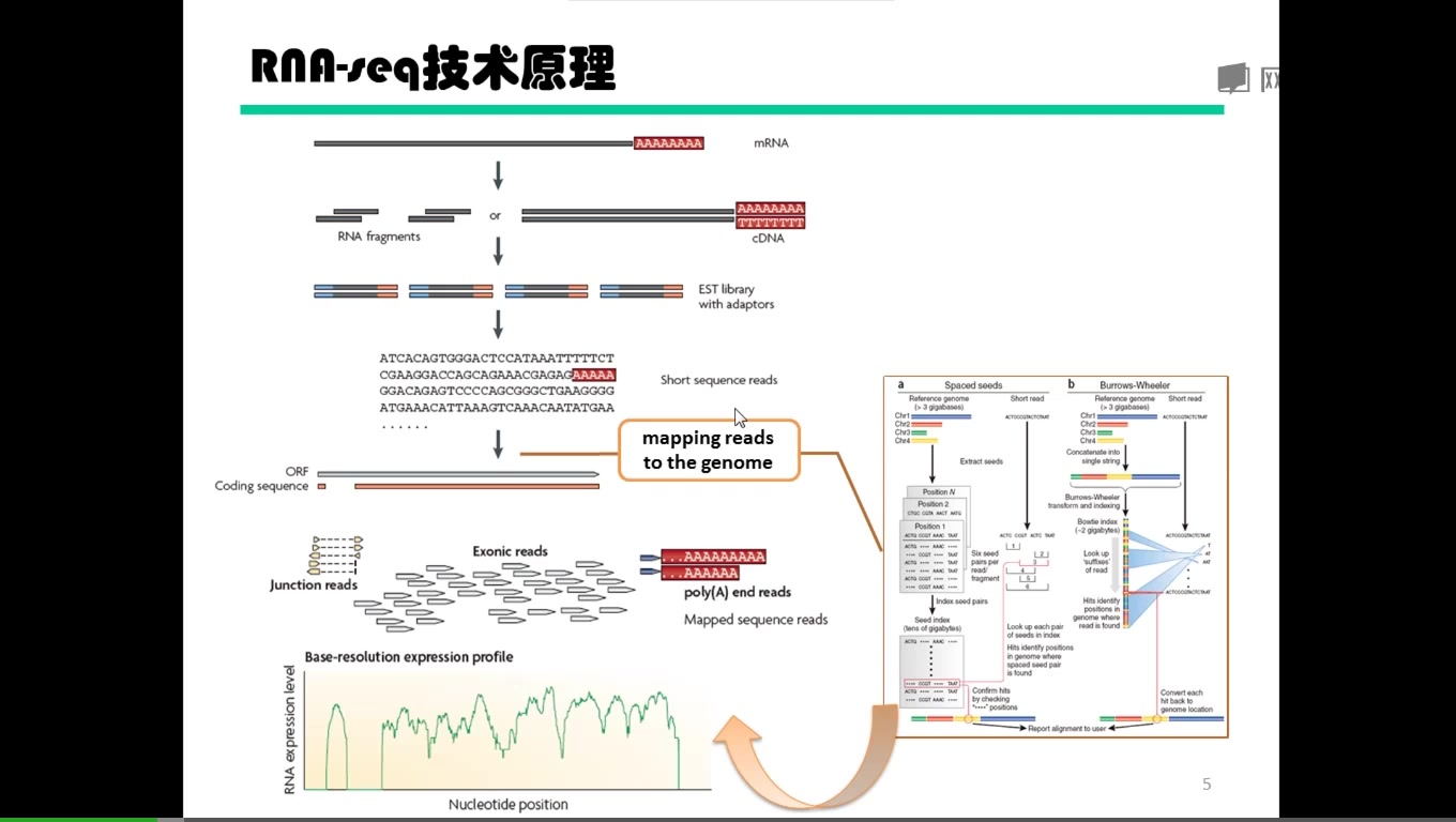 什么是RNAseq?(下)哔哩哔哩bilibili