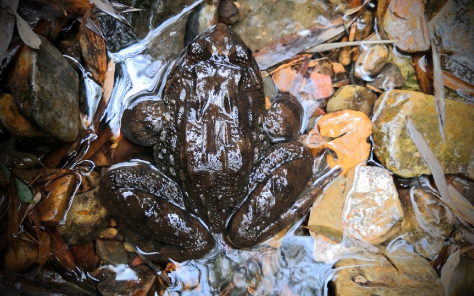 擅长伪装的棘胸蛙