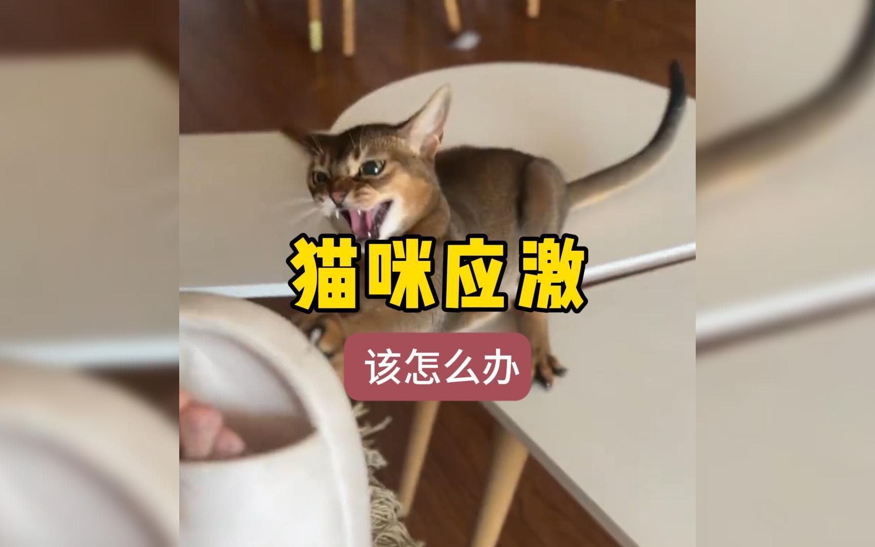 【猫咪应激篇】猫咪应激怎么办哔哩哔哩bilibili