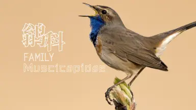 鹟鸟-哔哩哔哩_Bilibili