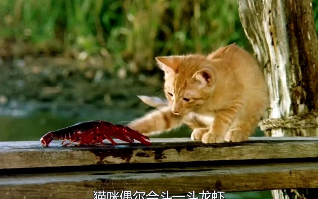 小猫与小狗的友谊哔哩哔哩bilibili