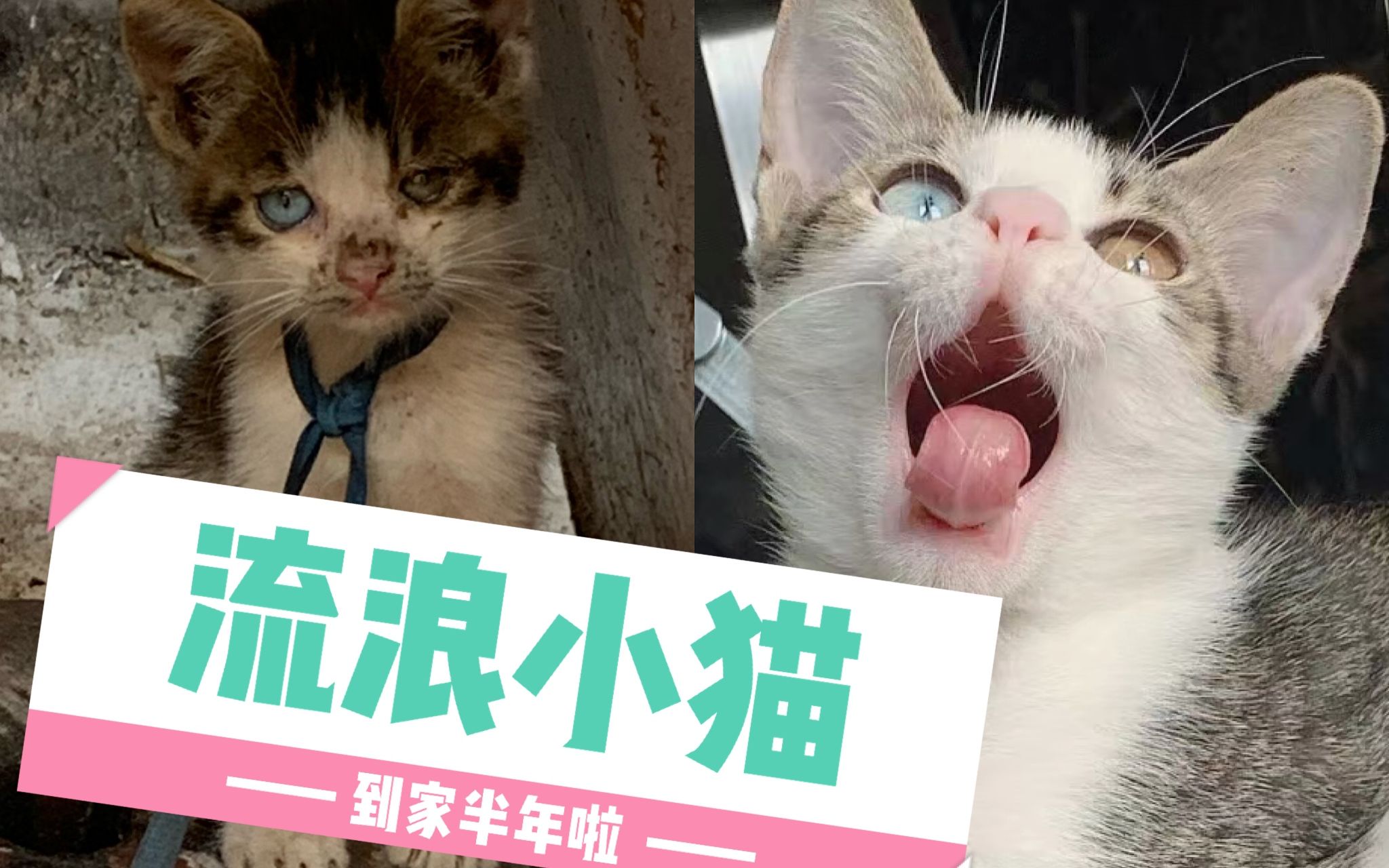 [图]捡到脏脏异瞳狸花流浪猫，半年后的变化！