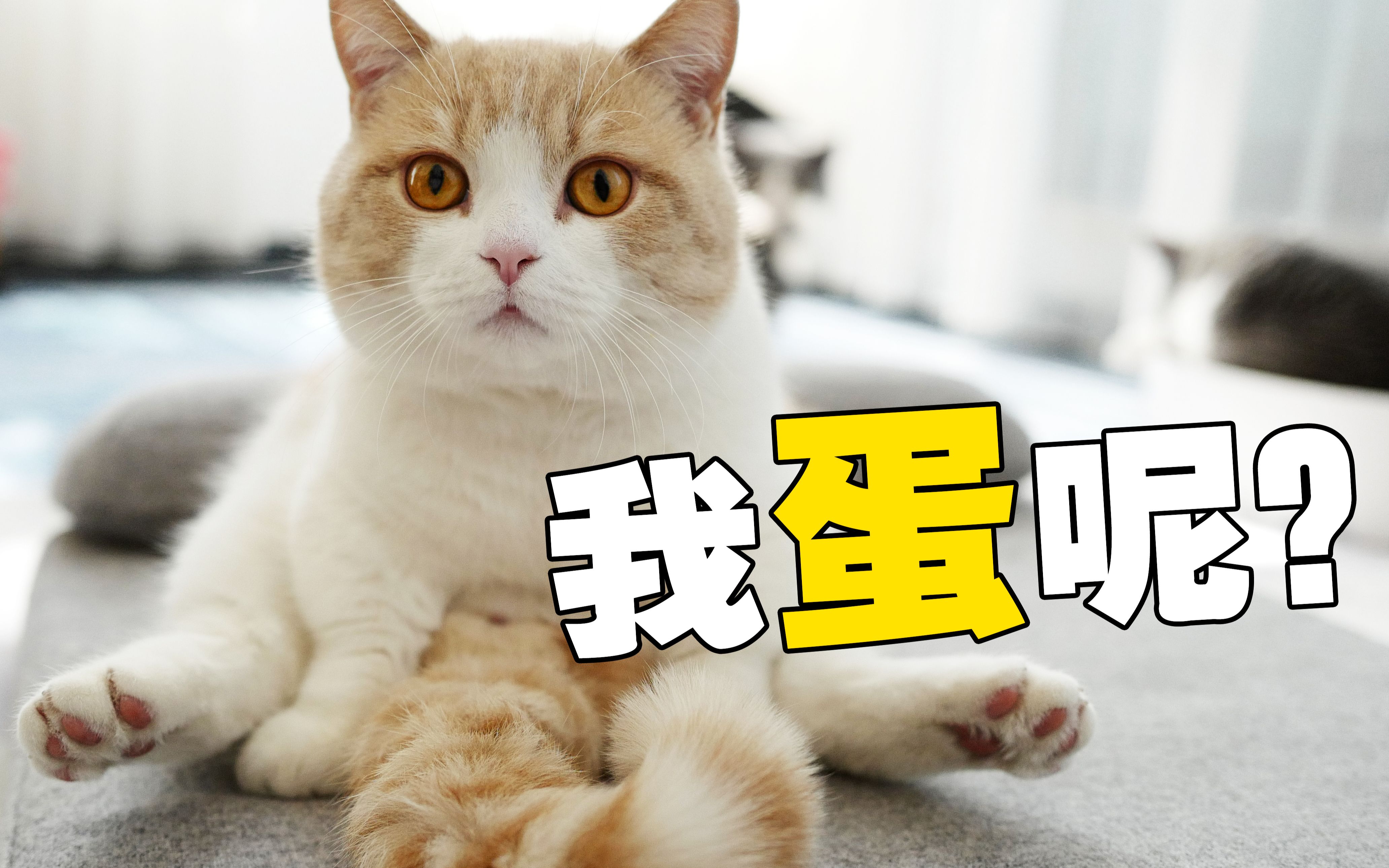 [图]春天到了，家里猫都发情了，是时候做点什么了