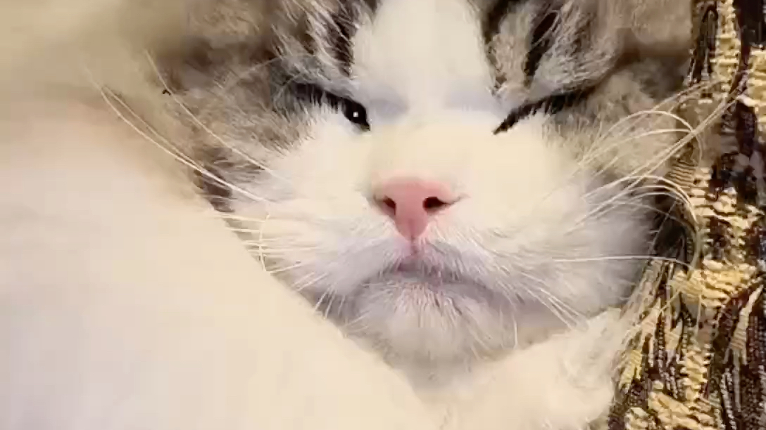 年度最佳社恐猫