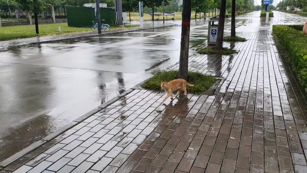 淋雨小猫咪