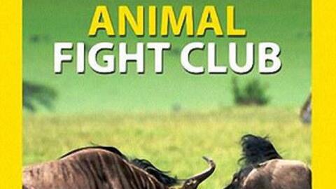 Animal Fight Club-哔哩哔哩_Bilibili